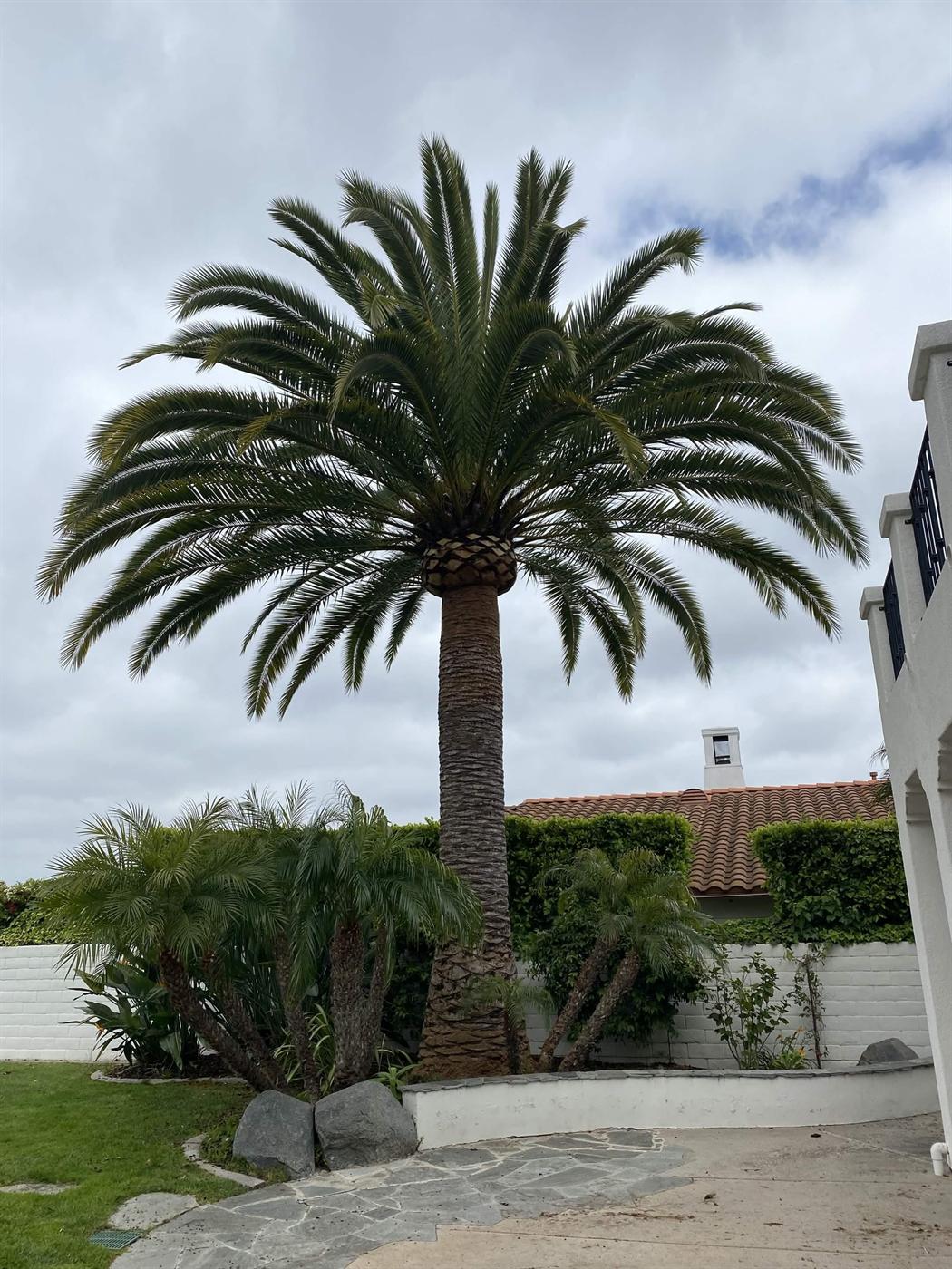 Trimmed palm with full trunk and planting bed visible