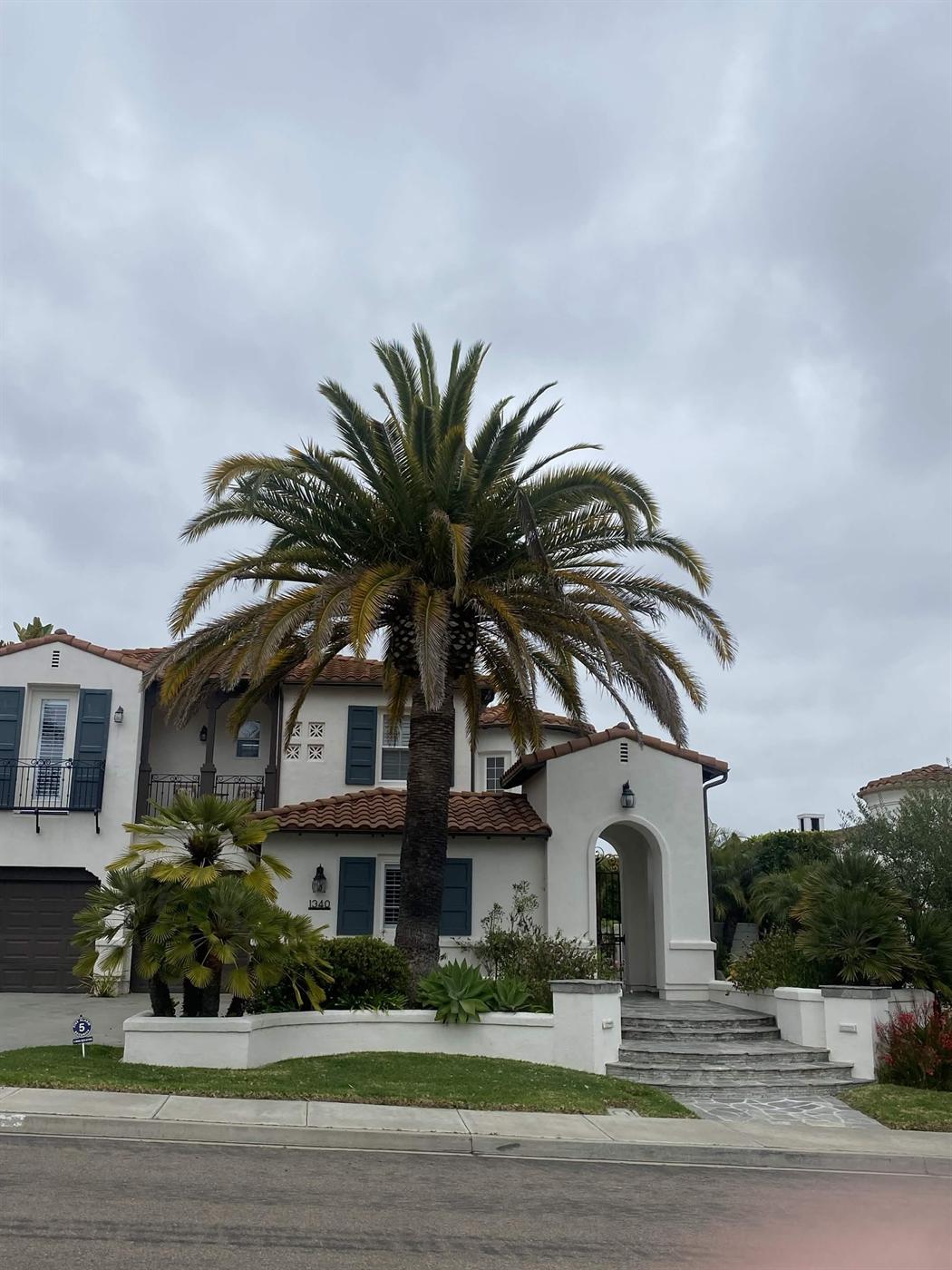 Palm tree and front entry landscape work