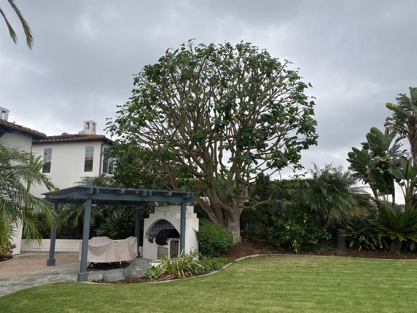 Tree after cabling and lacing with the lawn visible