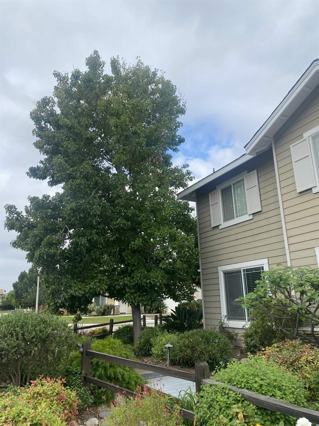 Overgrown tree before crown thinning