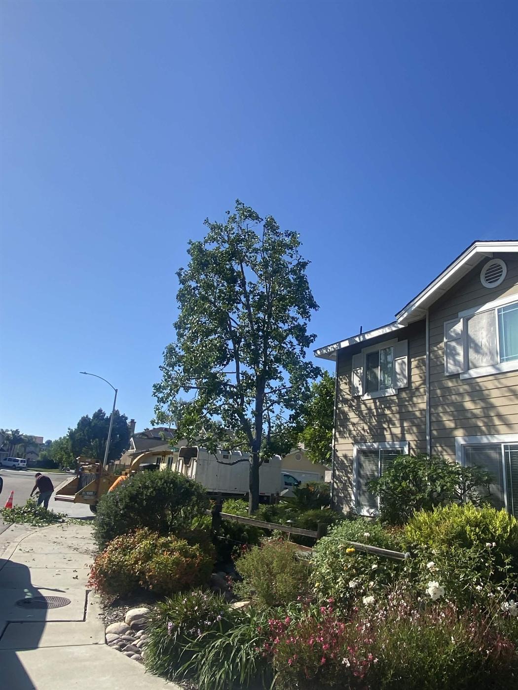 Tree after crown thinning at a residential property