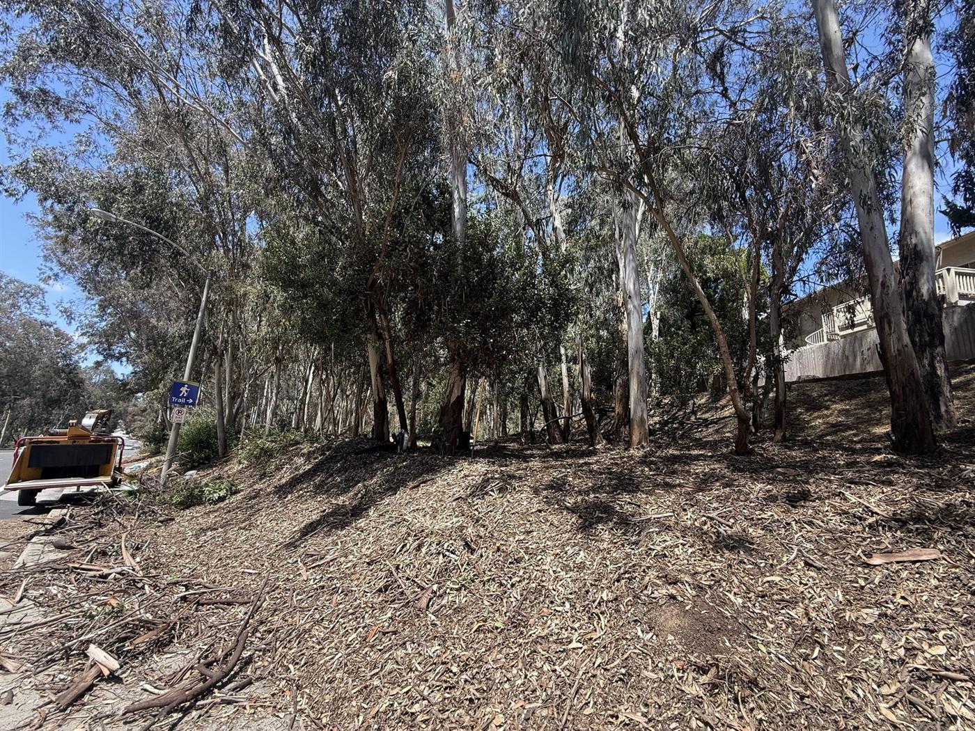 Cleared brush and eucalyptus cleanup area