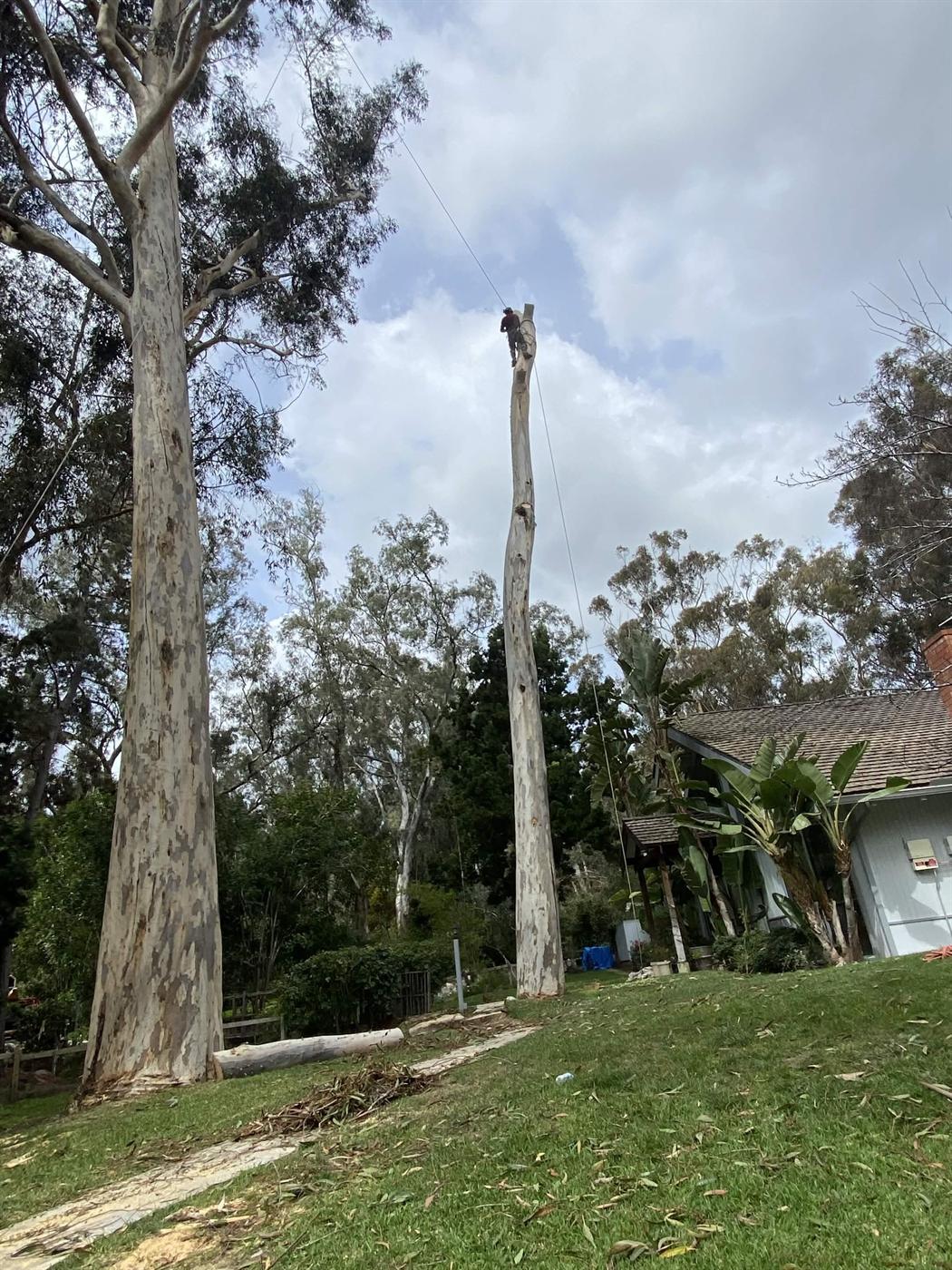 Tall trunk removal set up in a residential yard