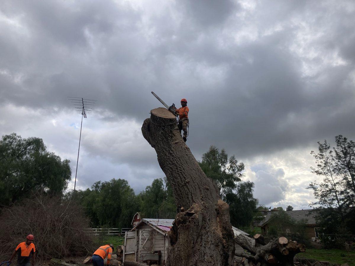 Tree Removal by Artistic Solutions Tree Service and Landscaping