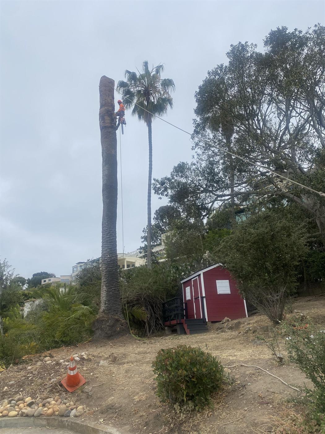 Tree trunk removal with equipment staged nearby