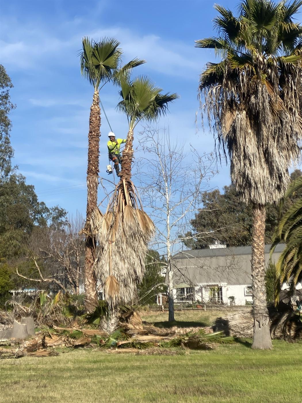 Palm removal and cleanup at a residential property