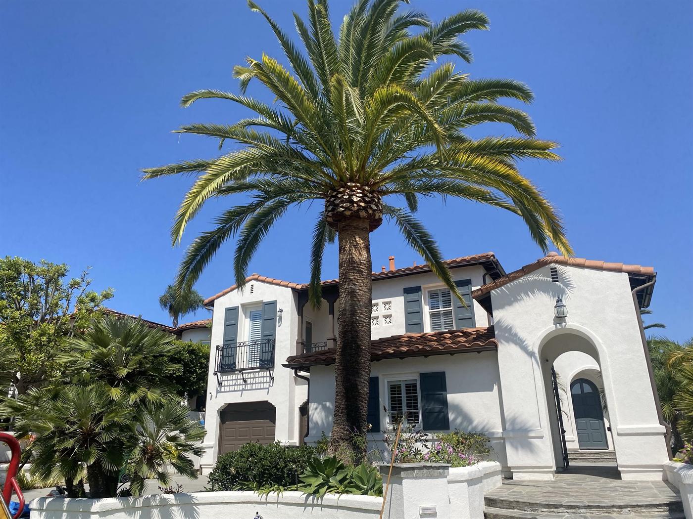 Clean palm and front yard landscape view