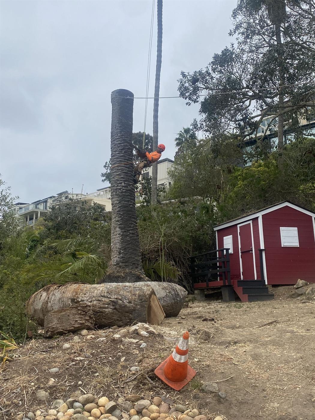Tall trunk removal beside a shed