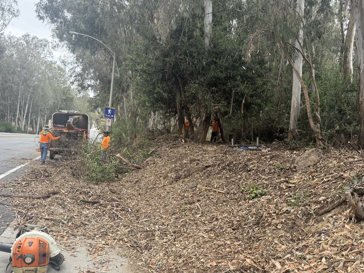 Crew clearing brush along a roadside eucalyptus slope by Artistic Solutions